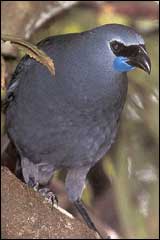 Kokako were first bred at the National Wildlife Centre at Mt Bruce in December 1986 - Image: Geoff Moon