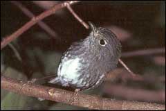 North Island robins were introduced to the island when the rats were eradicated - Image: Geoff Moon