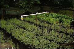 These plants are sold to raise money for the Tiritiri Matangi supporters group - Image: Heurisko Ltd. Camera provided by Lacklands Ltd.