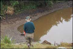 Pond areas have been established for brown teal as part of the island's restoration - Image: Heurisko Ltd. Camera provided by Lacklands Ltd.