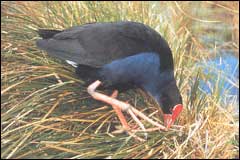 Pukeko and takahe both feed on grasses when they become adults - Image: DoC