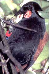 Saddlebacks use their feet to perch and to hold food - Image: Geoff Moon