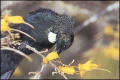 Tui and bellbirds often dominate the high energy food supplies - Image: Geoff Moon