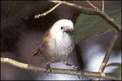 Whiteheads were transferred to Tiritiri Matangi from Little Barrier Island - Image: Geoff Moon