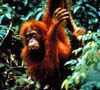 10_orangutan