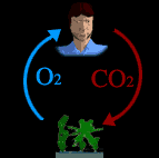 Plants converting CO2 to O2